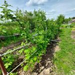 Alimentazione a base di lievito: come funziona davvero e se vale la pena di scommettere alimentazione-a-base-di-lievito-come-funziona-davvero-e-se.jpg