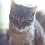 Come un gatto trova la strada di casa: bio-navigazione e memoria degli odori come-un-gatto-trova-la-strada-di-casa-bio-navigazione-e.jpg