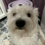 Cosa succede se lasciate che il vostro cane faccia tutto: miti sulla permissività e sui limiti cosa-succede-se-lasciate-che-il-vostro-cane-faccia-tutto.jpg