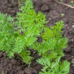 Cosa succede se si smette di tagliare il cespo di carote dopo la raccolta: una tecnica controversa per la conservazione a lungo termine cosa-succede-se-si-smette-di-tagliare-il-cespo-di.jpg