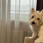 Perché i cani ululano alle sirene: il mistero della risonanza acustica perche-i-cani-ululano-alle-sirene-il-mistero-della-risonanza.jpg