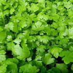 Perché i viticoltori esperti piantano il prezzemolo sotto la vite: un guardiano verde contro la fillossera perche-i-viticoltori-esperti-piantano-il-prezzemolo-sotto-la-vite.jpg