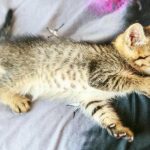 Perché il gatto butta via le cose dal tavolo: la fisica dell'attrazione e dell'attenzione perche-il-gatto-butta-via-le-cose-dal-tavolo-la.jpg