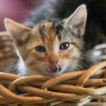 Perché il vostro gatto si annoia senza un intero "zoo": la verità nascosta sull'arricchimento ambientale perche-il-vostro-gatto-si-annoia-senza-un-intero-zoo.jpg