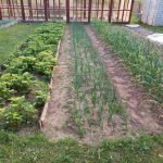 Perché le bucce di banana nel letto non funzionano come si spera: un'analisi di un popolare lifehack perche-le-bucce-di-banana-nel-letto-non-funzionano-come.jpg