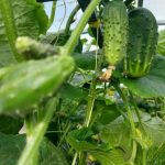 Quando l'irrigazione fa più male della siccità: le complessità dell'irrigazione delle piante quando-lirrigazione-fa-piu-male-della-siccita-le-complessita-dellirrigazione.jpg